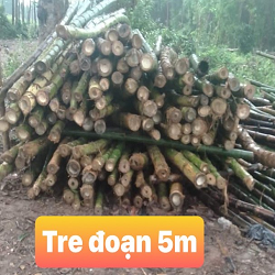 Cây tre 41 Coc tre 3